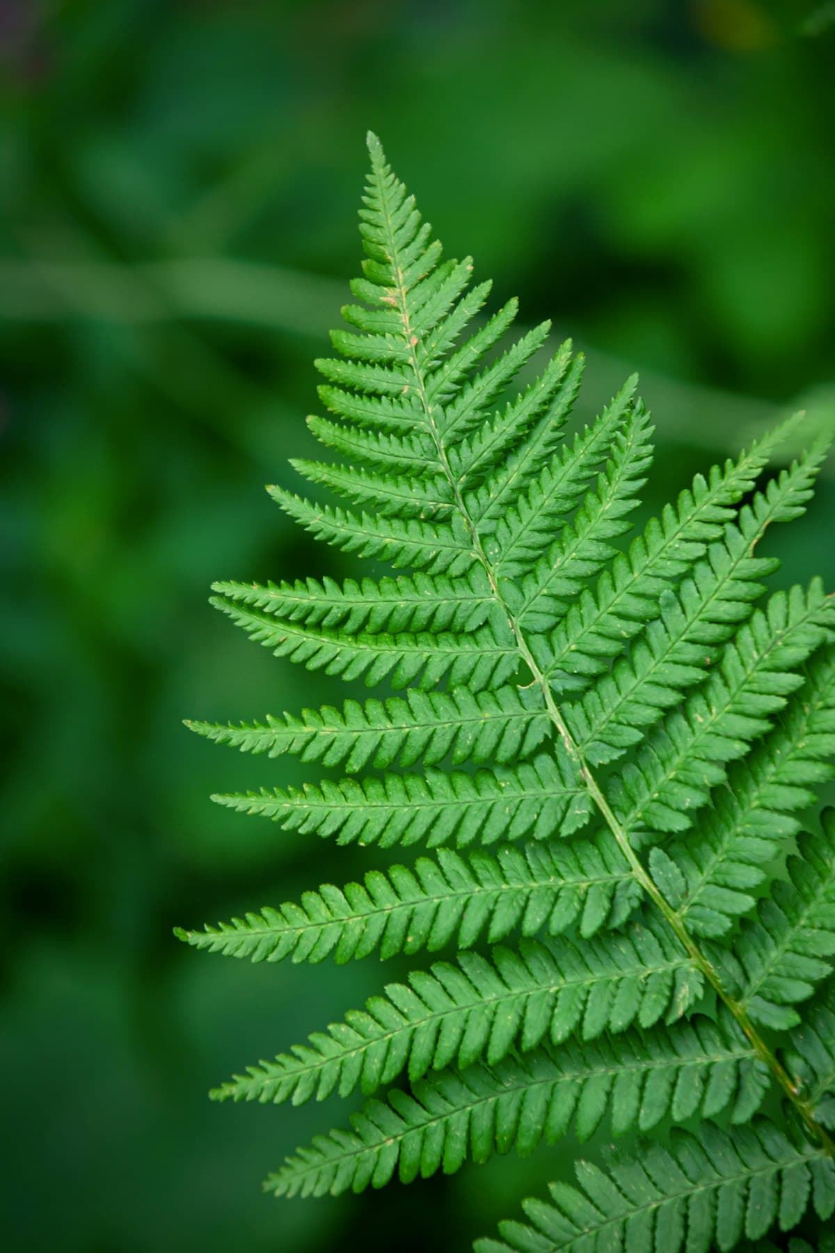 A single fern frond unfurling in soft green light